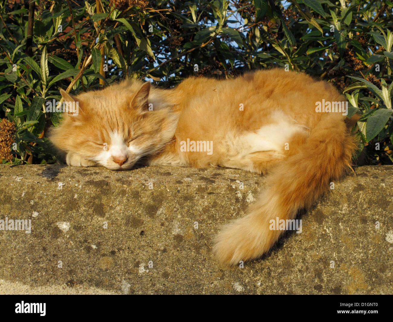 Big fat Ingwer Tom Katze schläft auf einer Gartenmauer Stockfoto
