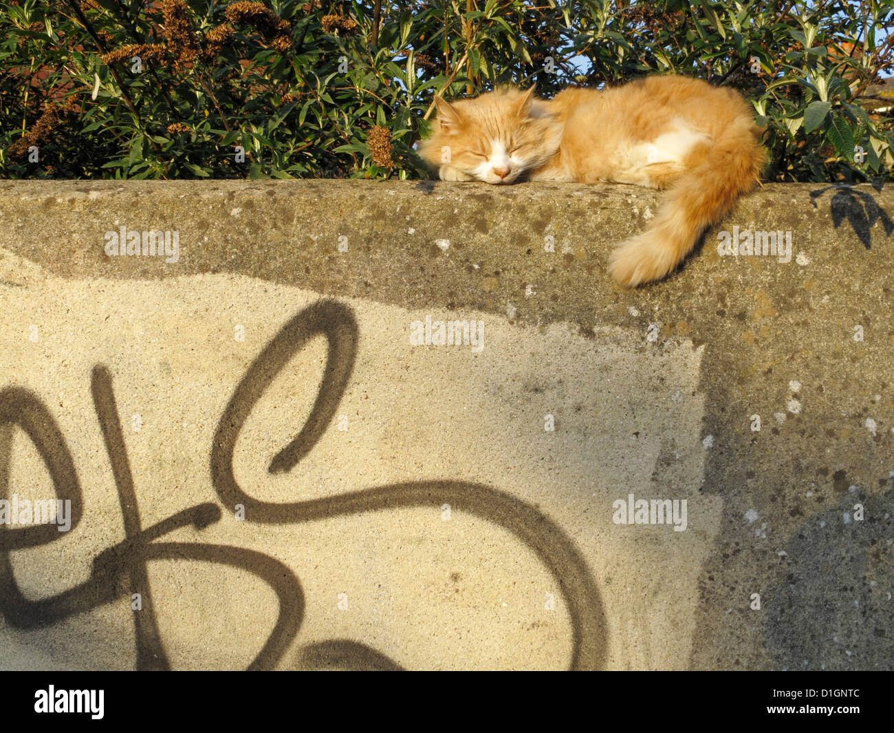 Big fat Ingwer Tom Katze schläft auf einer Gartenmauer Stockfoto