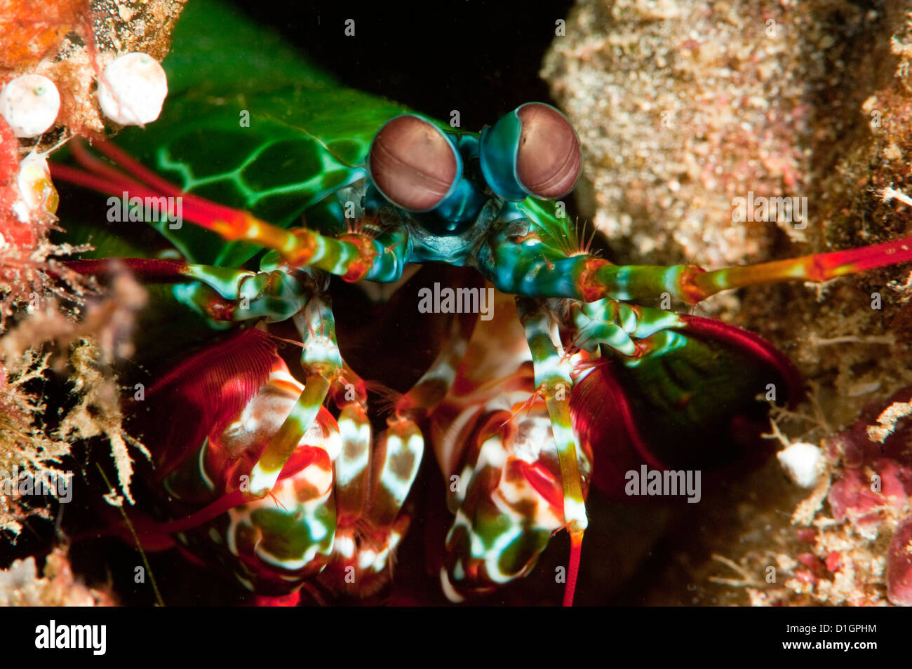 Fangschreckenkrebse (Odontodactylus Scyllarus), Sulawesi, Indonesien, Südostasien, Asien Stockfoto