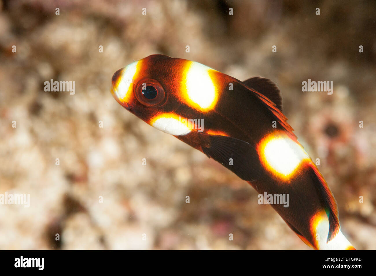 Orientalisch Orientalisch Stockfotos und bilder Kaufen Alamy