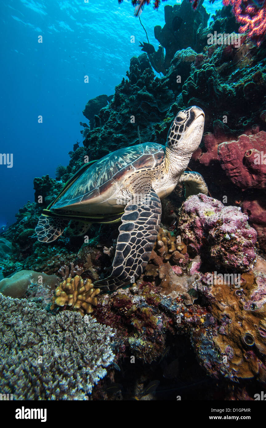 Suppenschildkröte (Chelonia Mydas), Sulawesi, Indonesien, Südostasien, Asien Stockfoto