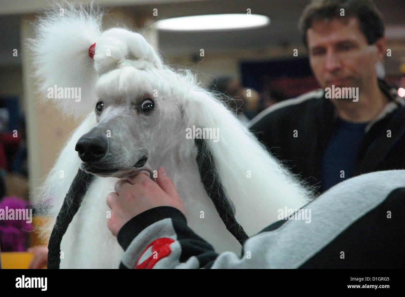 New York City, Westminster Kennel Hund zeigen, Madison Square Garden, Midtown Manhattan Stockfoto