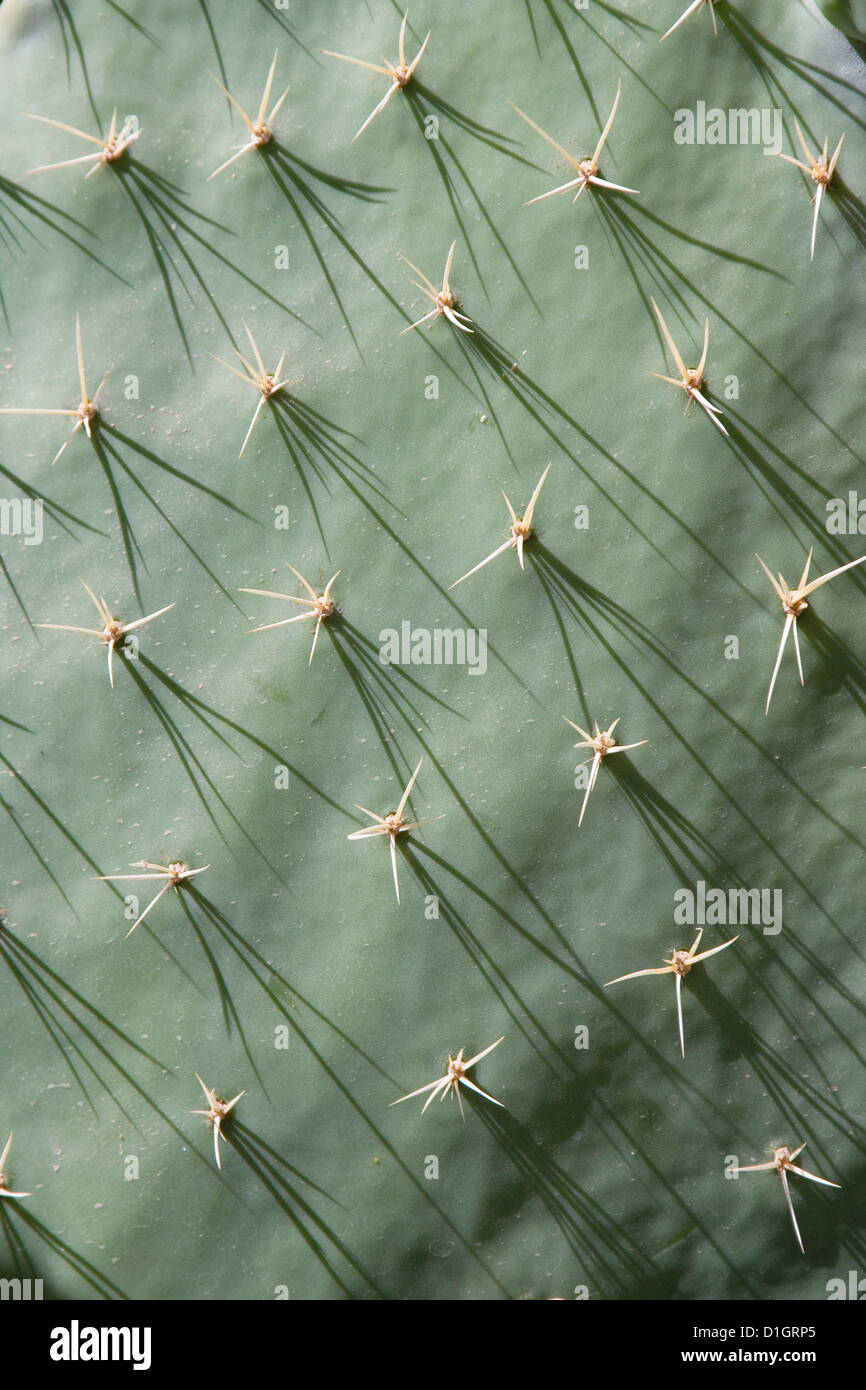 Nahaufnahme eines Kaktus mit Schatten der Spitzen fallen über die Oberfläche, Mexiko. Stockfoto