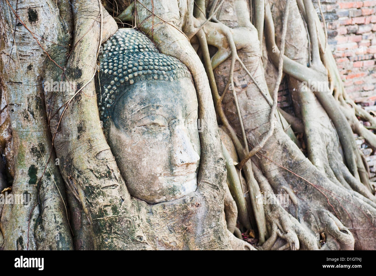 Große Stein Buddha-Kopf im Feigenbaum Wurzeln, Wat Mahathat, Stadt Ayutthaya, Thailand, Südostasien, Asien Stockfoto