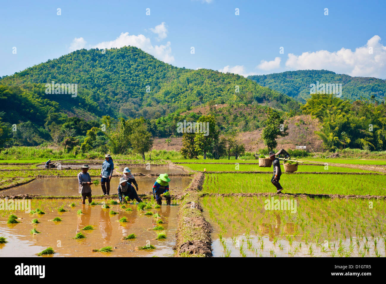 Lahu Stamm Menschen Pflanzen Reis in Reisfeldern, Chiang Rai, Thailand, Südostasien, Asien Stockfoto