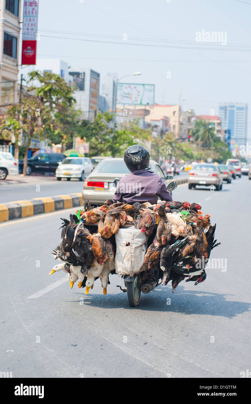 Leben Sie Hühner und Enten unternommen, um den Markt auf einem Moped in Phnom Penh, Kambodscha, Asien, Südostasien, Indochina Stockfoto