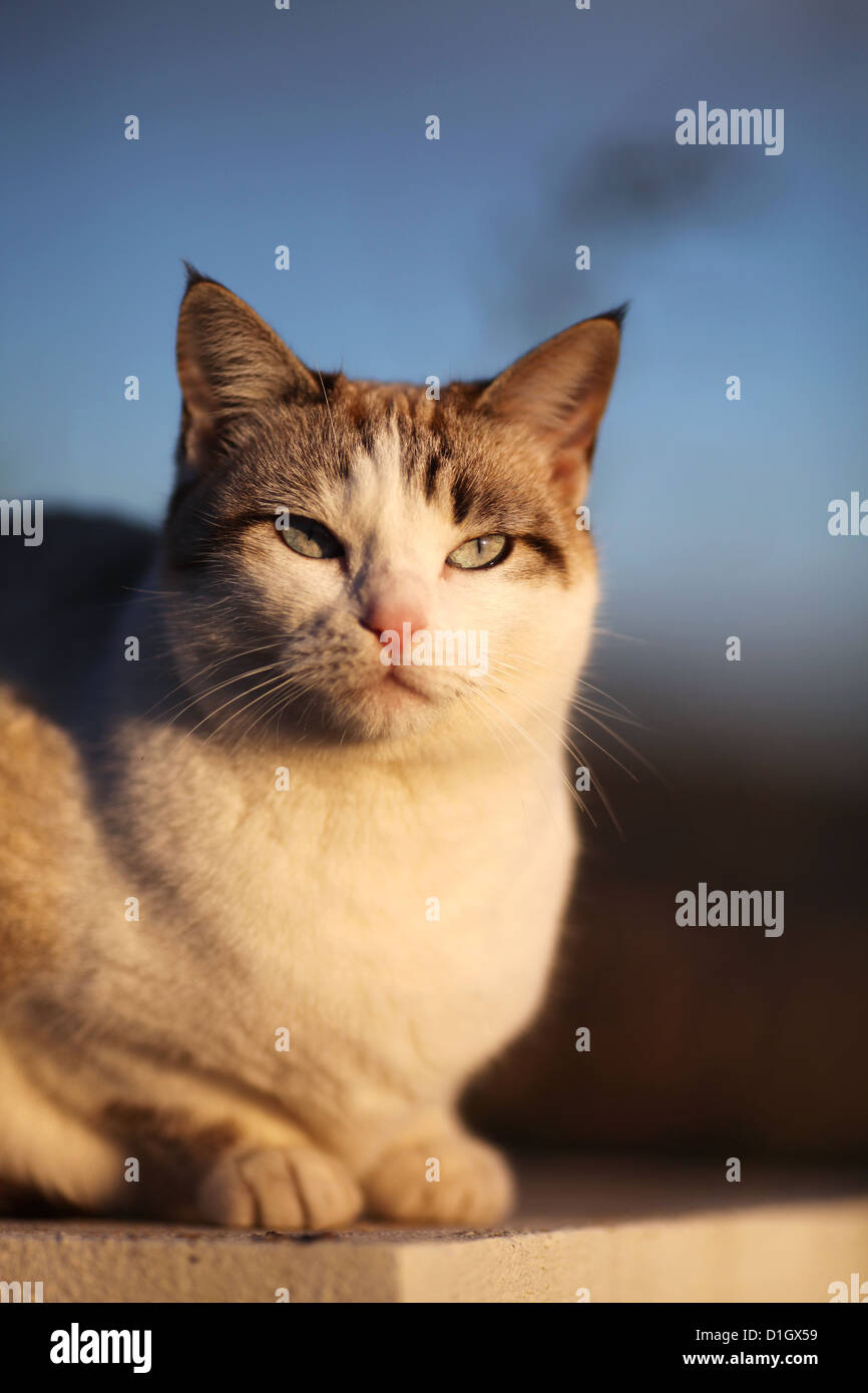 Ein weiß und braun/grau weibliche Katze mit blauen Augen und spitzen Ohren mit Blick auf den Sonnenuntergang. Stockfoto