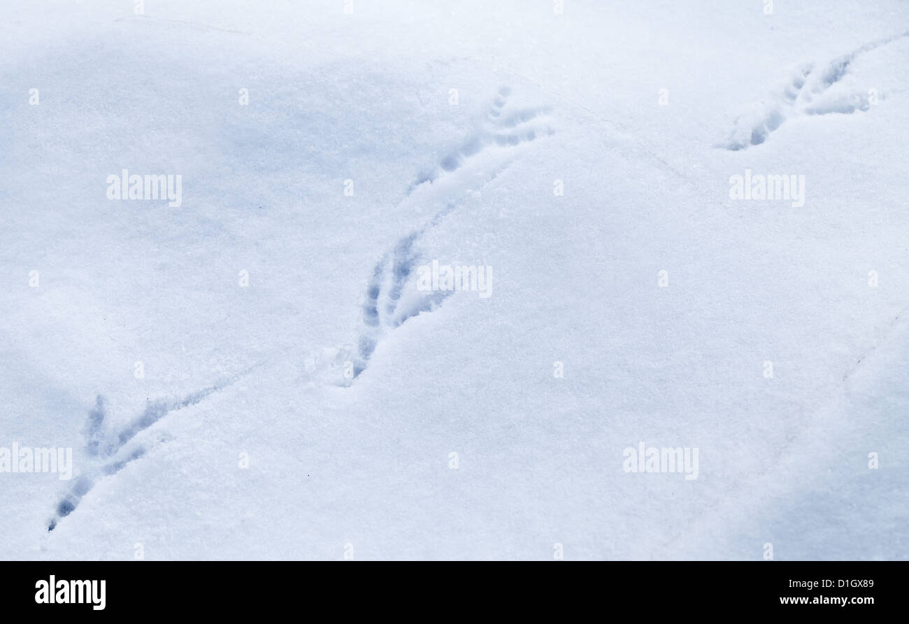 Detaillierte Vogel Spuren im frischen Schnee Stockfoto