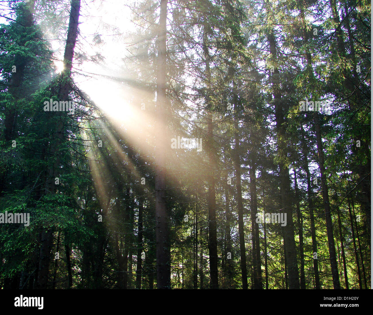 eine schöne Explosion von Licht von der Sonne tief im Wald. Stockfoto