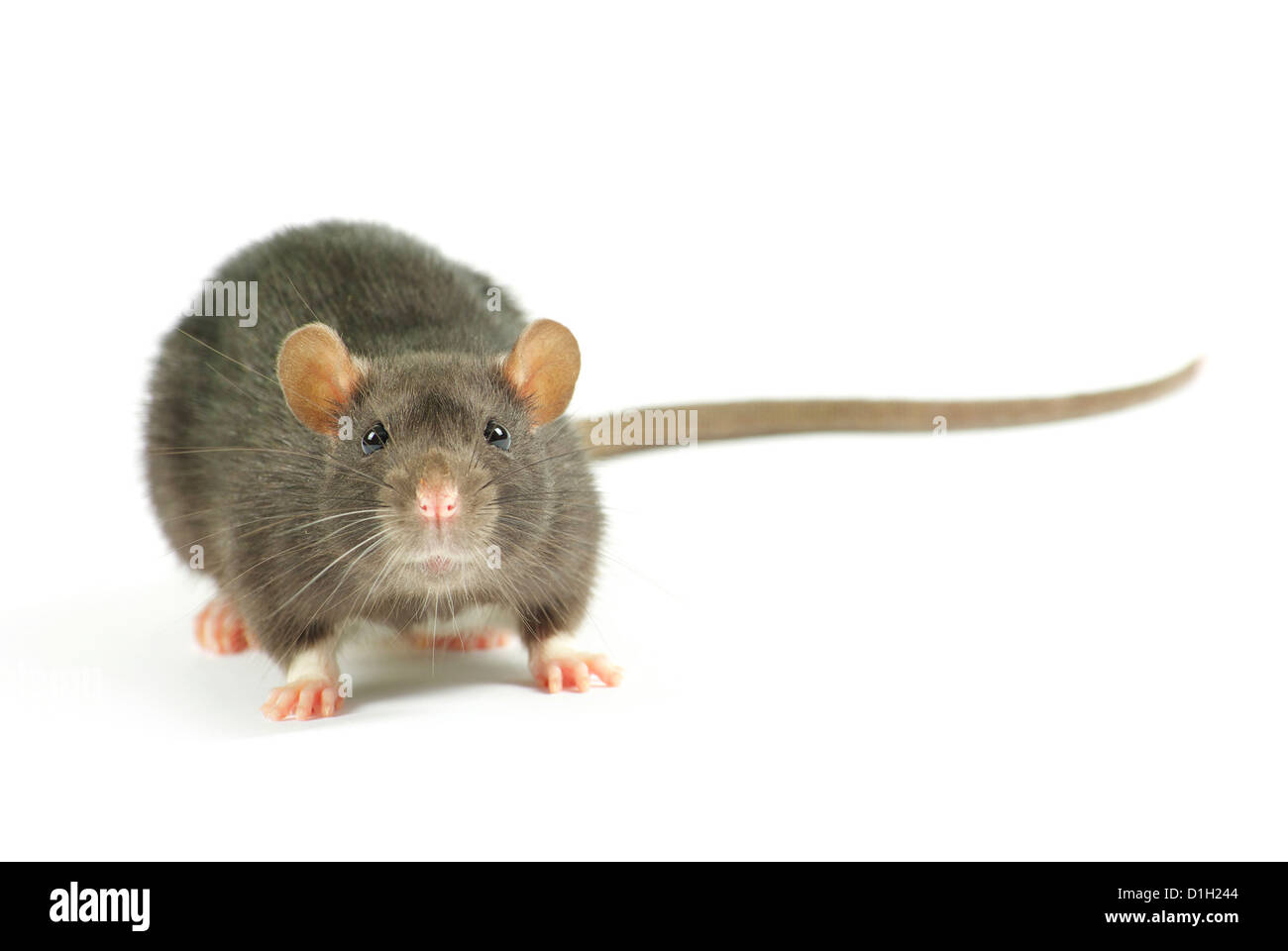 lustige Ratte isoliert auf weißem Hintergrund Stockfoto