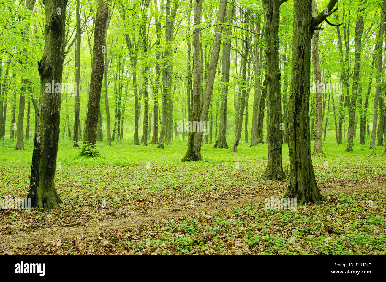 ein Pfad ist in den grünen Wald Stockfoto
