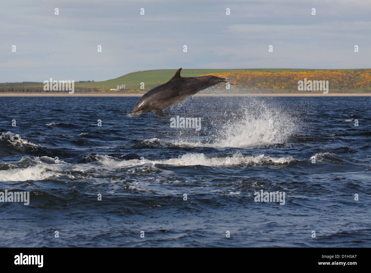 Große Tümmler (Tursiops Truncatus) springen, verletzt in Moray Firth, Chanonry Point, Schottland, Großbritannien Stockfoto