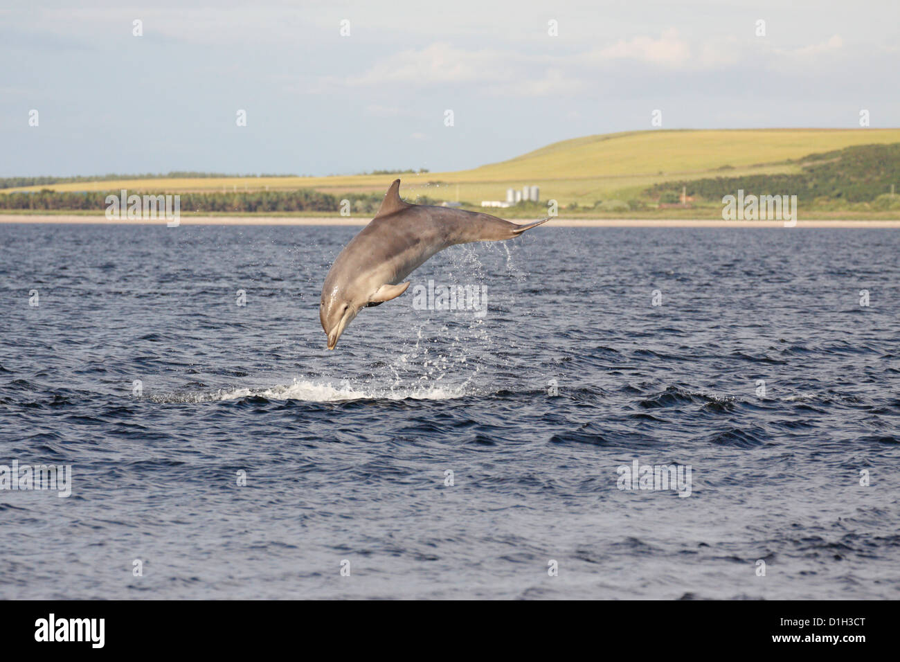 Juvenile Tümmler (Tursiops Truncatus) verletzt, springen in Moray Firth, Schottland, Großbritannien Stockfoto