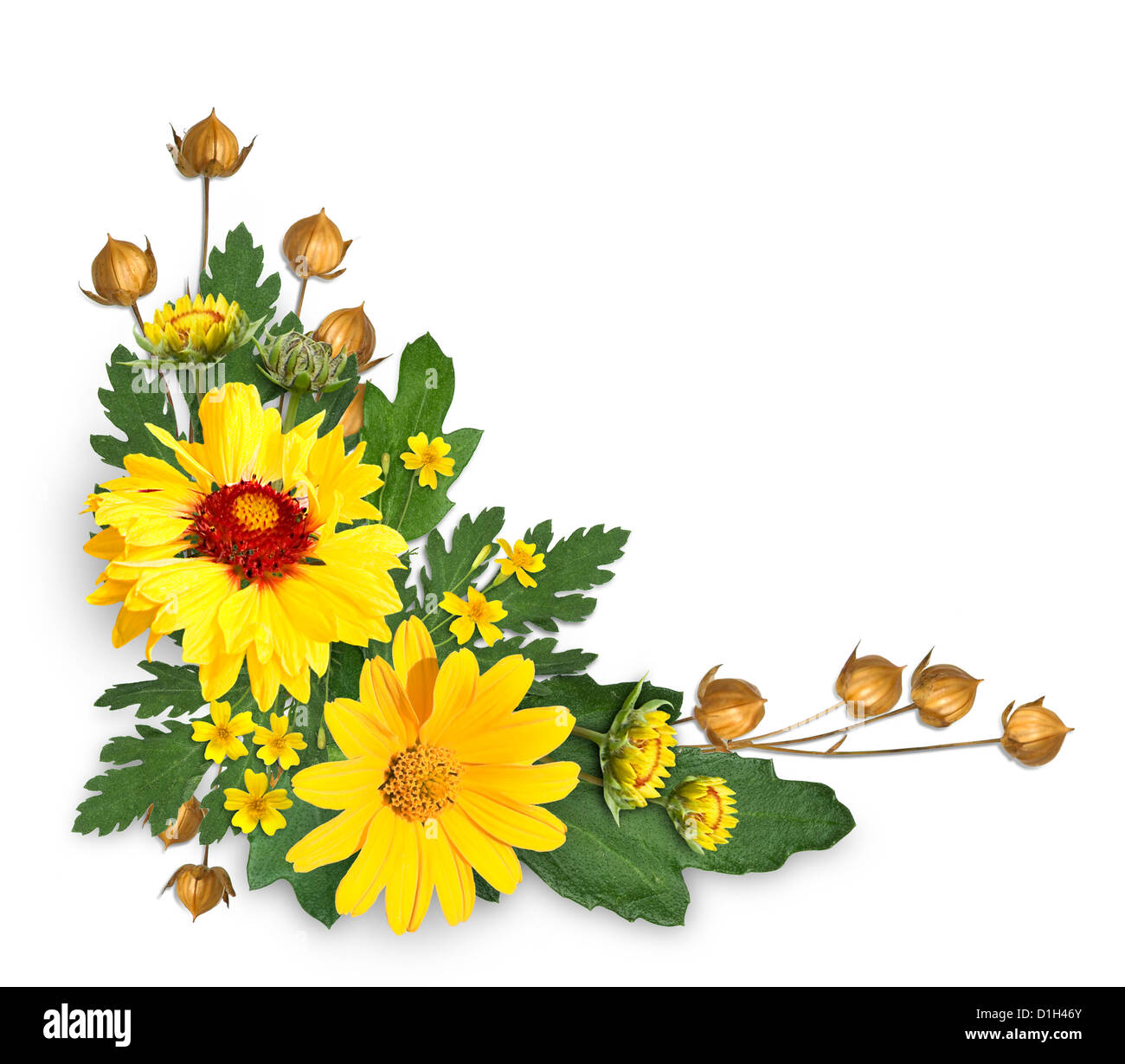 Rahmen aus Blumen Ausschnitt auf weißem Hintergrund Stockfoto