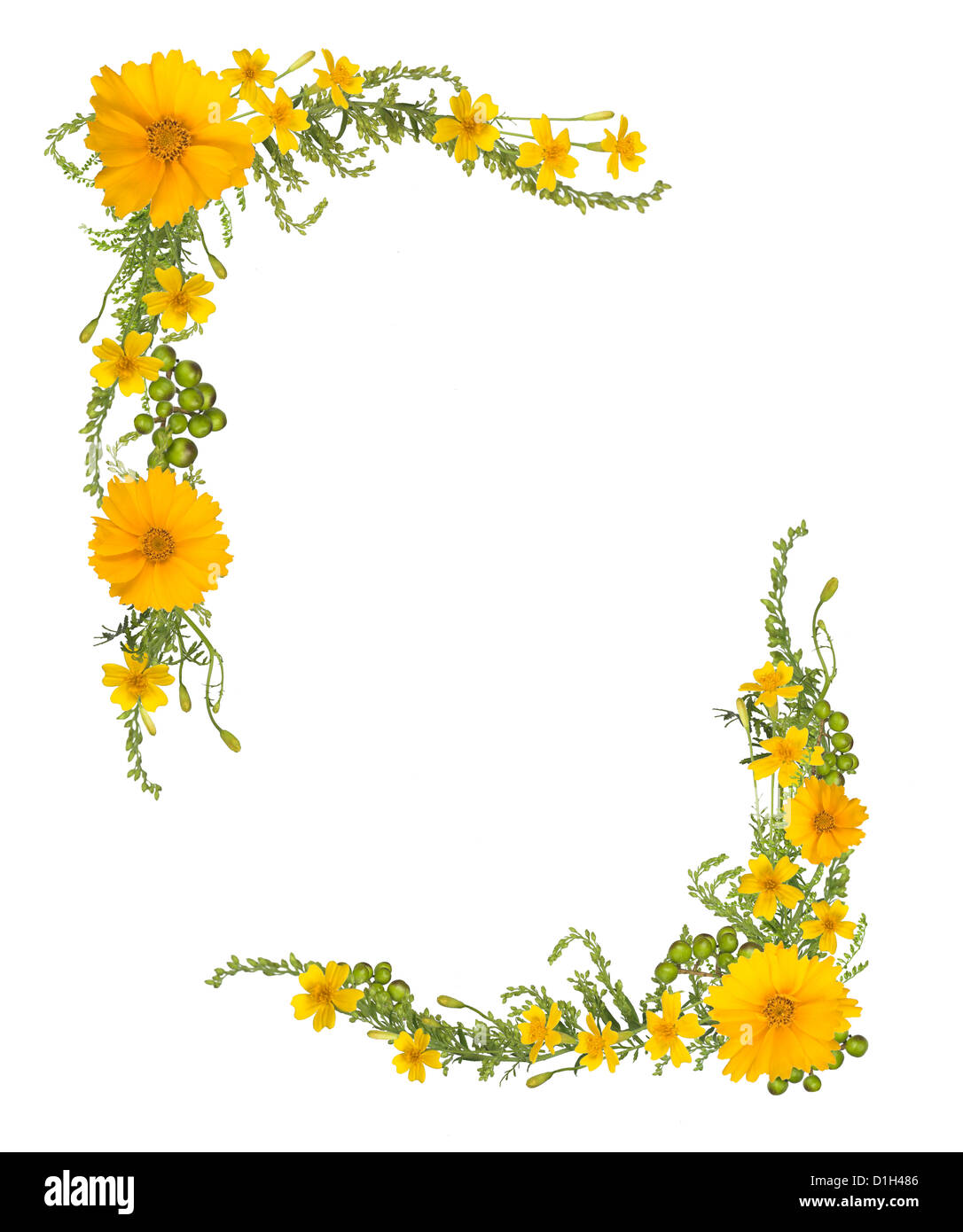 Rahmen aus Blumen Ausschnitt auf weißem Hintergrund Stockfoto