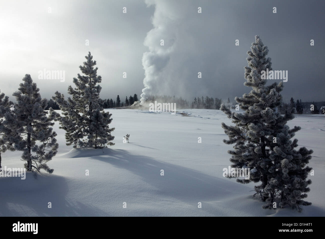 WY00214-00... WYOMING - Old Faithful durchbrechenden im oberen Geysir-Becken des Yellowstone National Park. Stockfoto