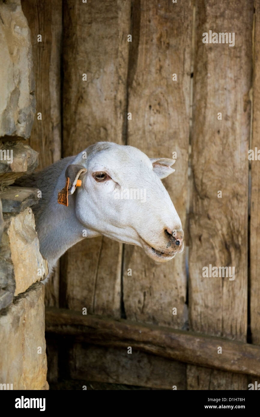 Ziege in Ainsa, kleinen Dorf in Spanien. Stockfoto