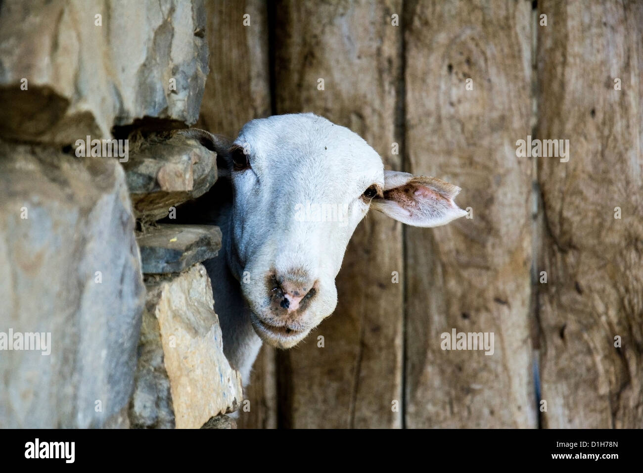 Ziege in Ainsa, spanisches Dorf. Stockfoto