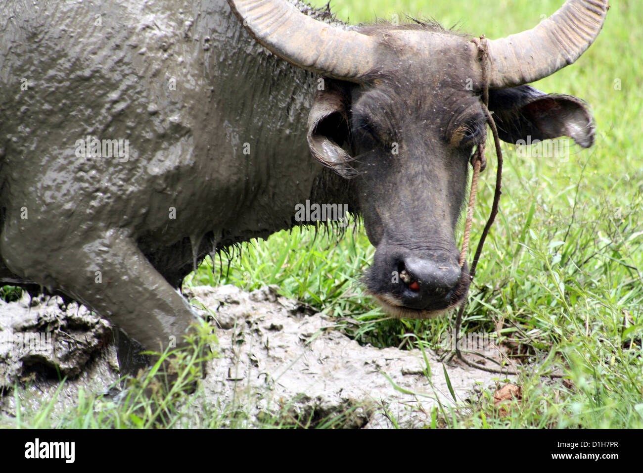 Die Carabao oder Bubalus beispielsweise Carabanesis ist eine domestizierten Unterarten der Wasserbüffel in vielen Teilen Asiens gefunden Stockfoto