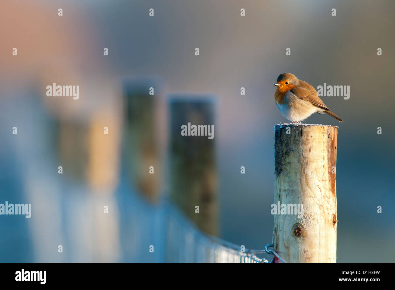 Robin thront auf einem Zaunpfahl Stockfoto