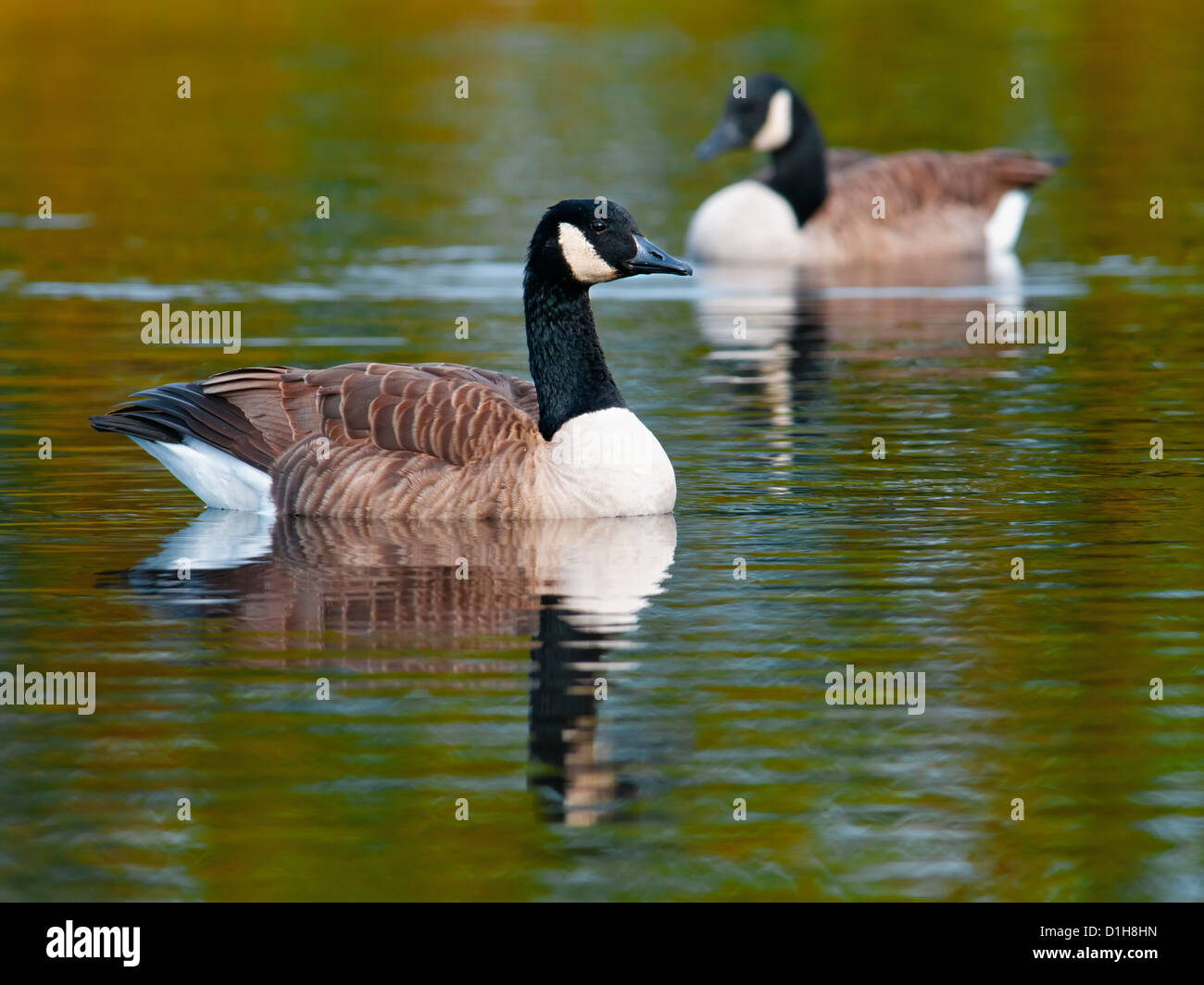 Zwei Kanadagänse, umgeben von herbstliche Spiegelungen Stockfoto