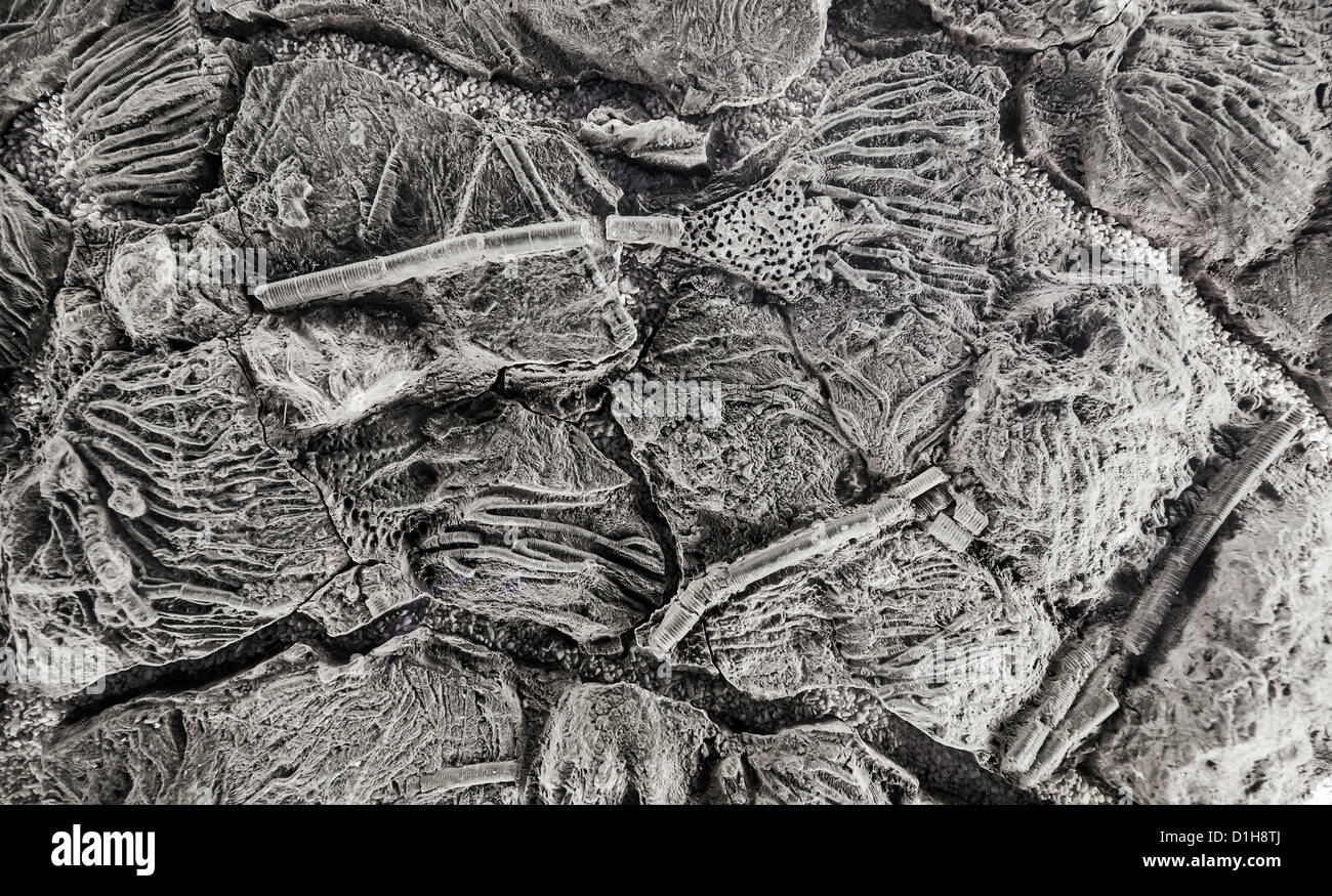 Archäologie abstrakte fossilen Hintergrund Stockfoto