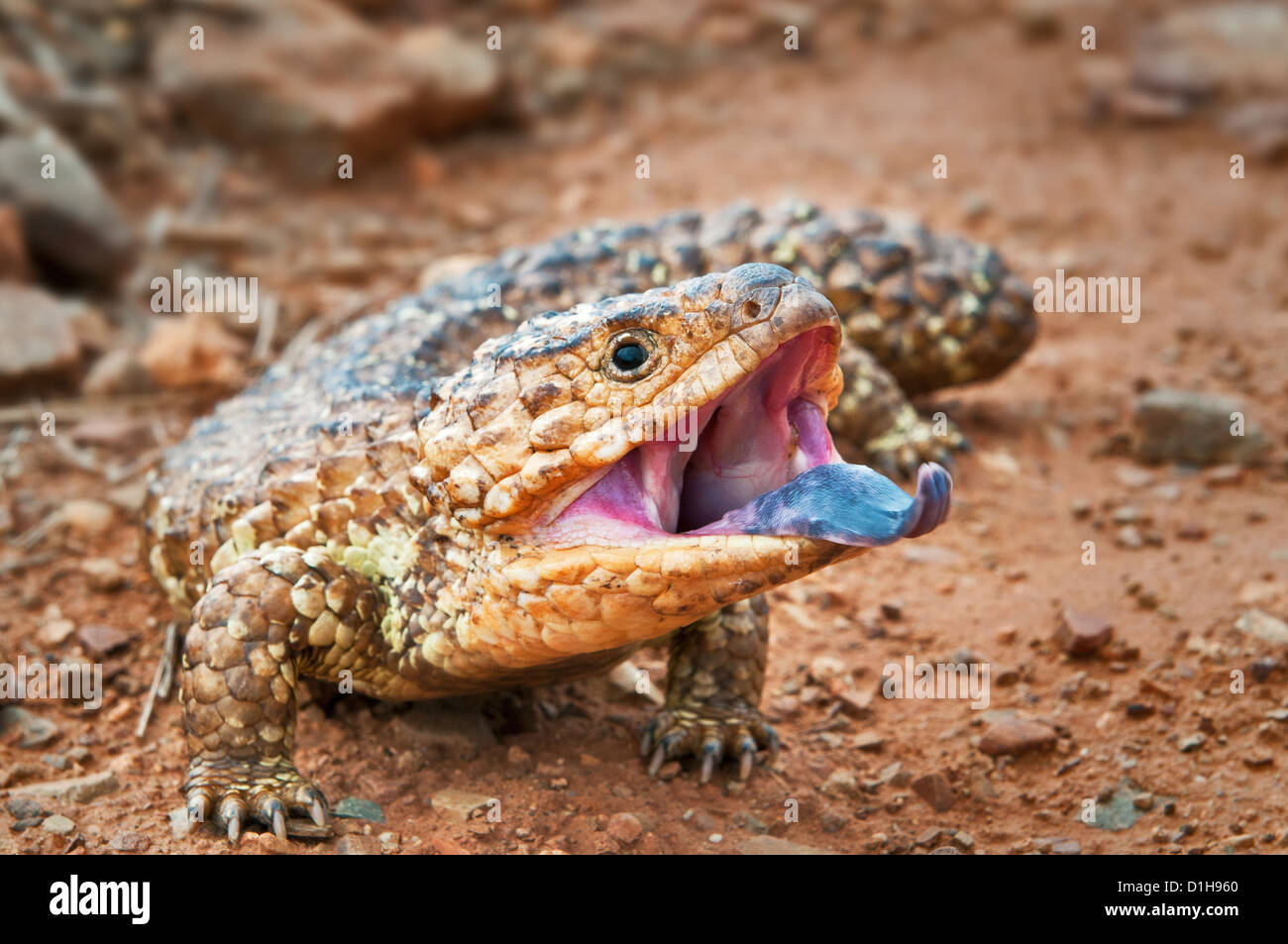 Shingleback Eidechse bedrohlich zeigt seine blaue Zunge. Stockfoto
