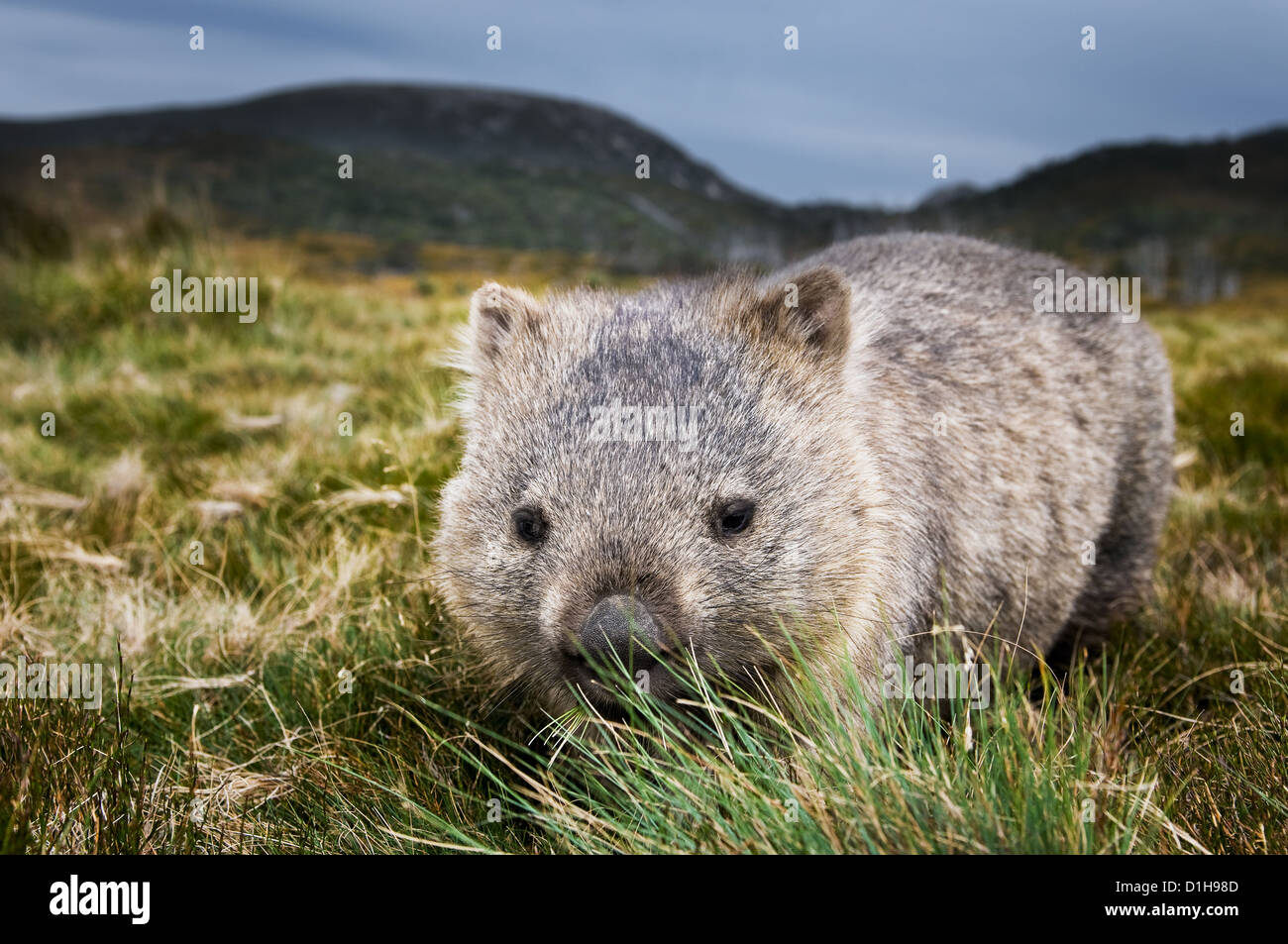 Gemeinsamen Wombat Weiden in den Bergen. Stockfoto