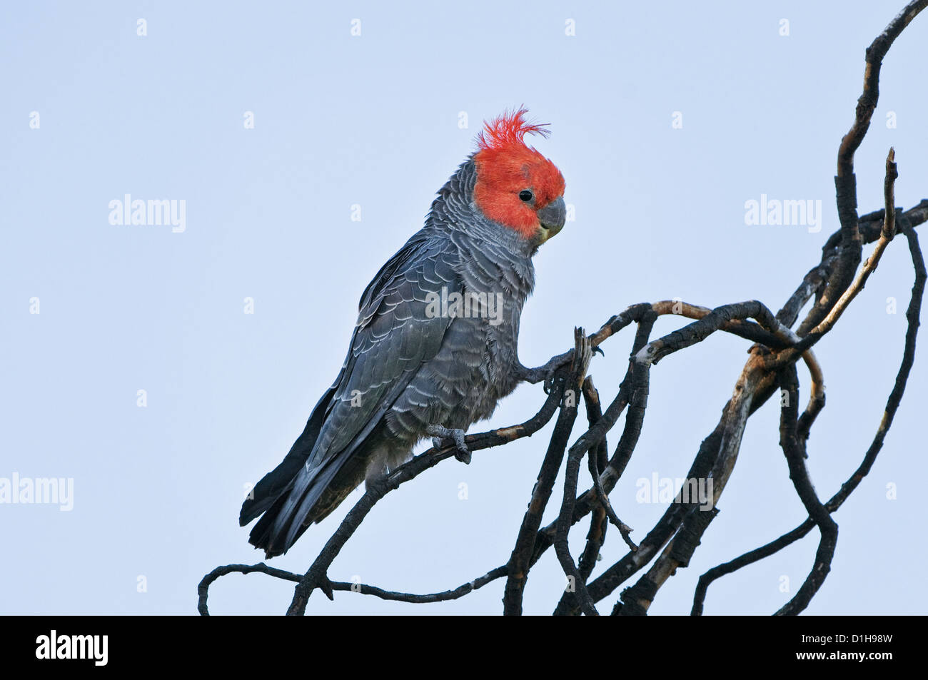 Erwachsene männliche Gang Gang Kakadu auf Zweigen sitzen. Stockfoto