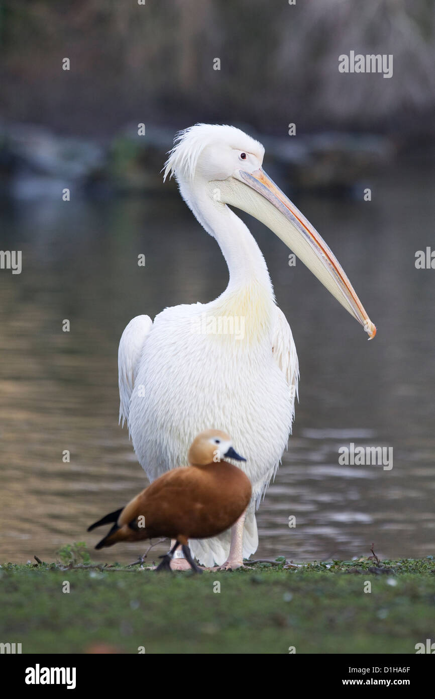 Pelikane am See in London England amerikanischer weißer Pelikan Pelecanus erythrorhynchos Stockfoto