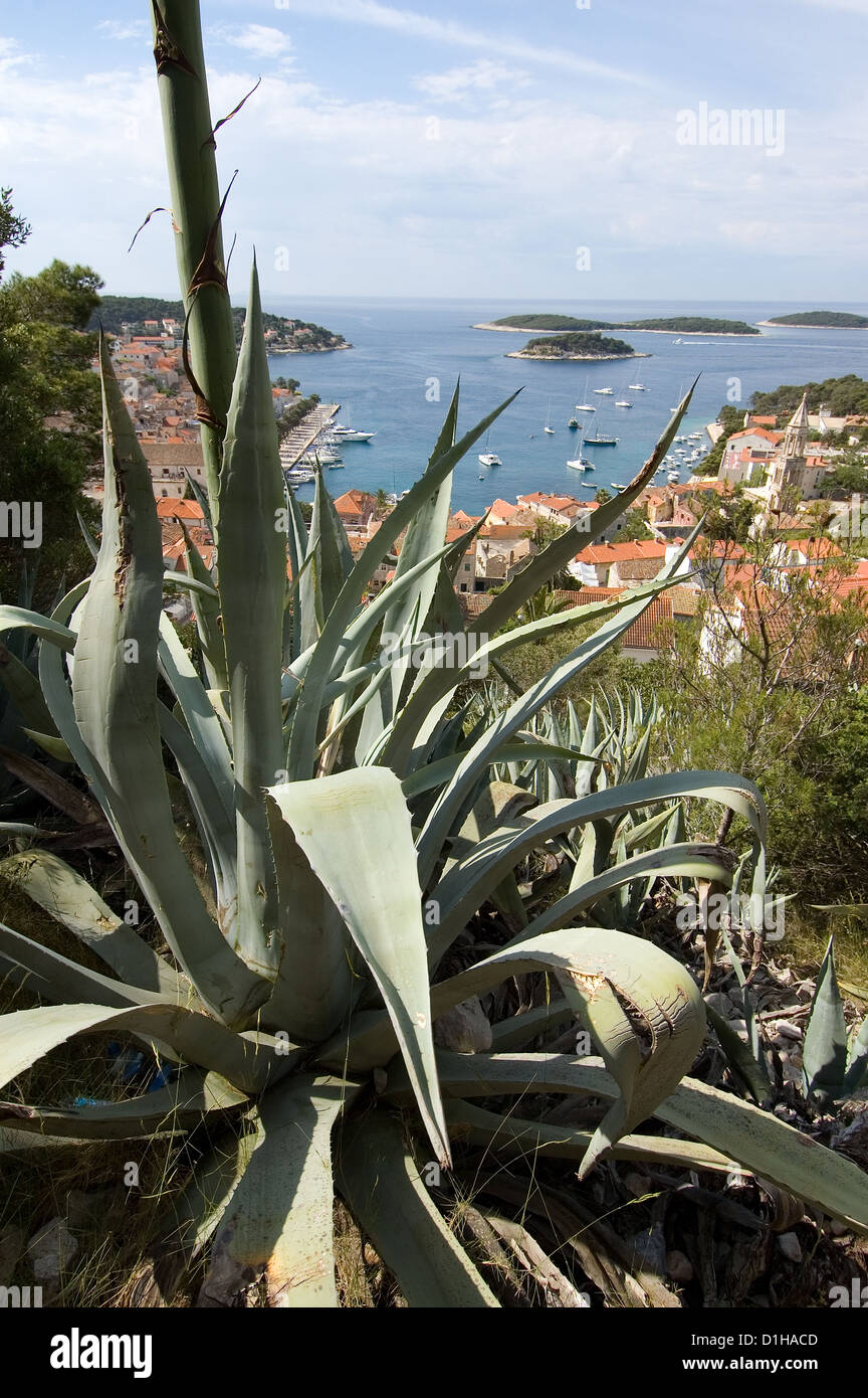 Croatia cactus -Fotos und -Bildmaterial in hoher Auflsung  Alamy