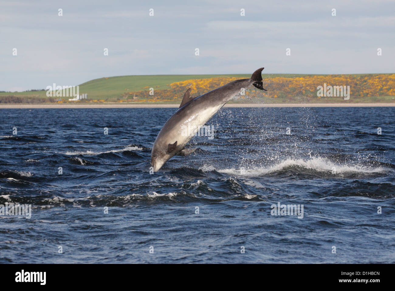 Der Große Tümmler (Tursiops Truncatus) springen in Moray Firth, Chanonry Point, Schottland, Großbritannien Stockfoto