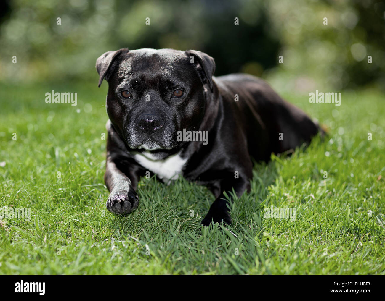 Schwarz / weiß Staffordshire Bullterrier Stockfoto