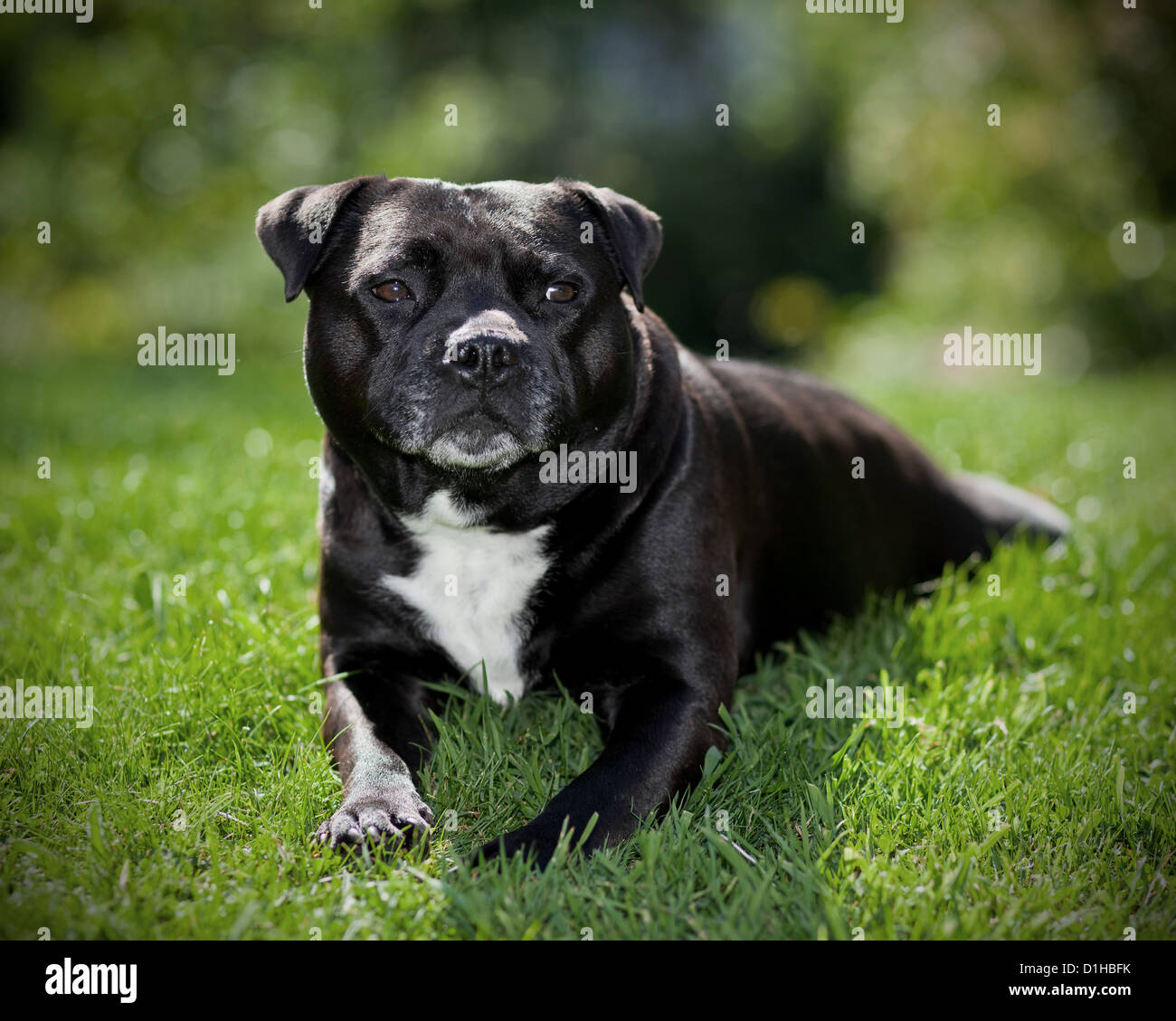 Schwarz / weiß Staffordshire Bullterrier Stockfoto