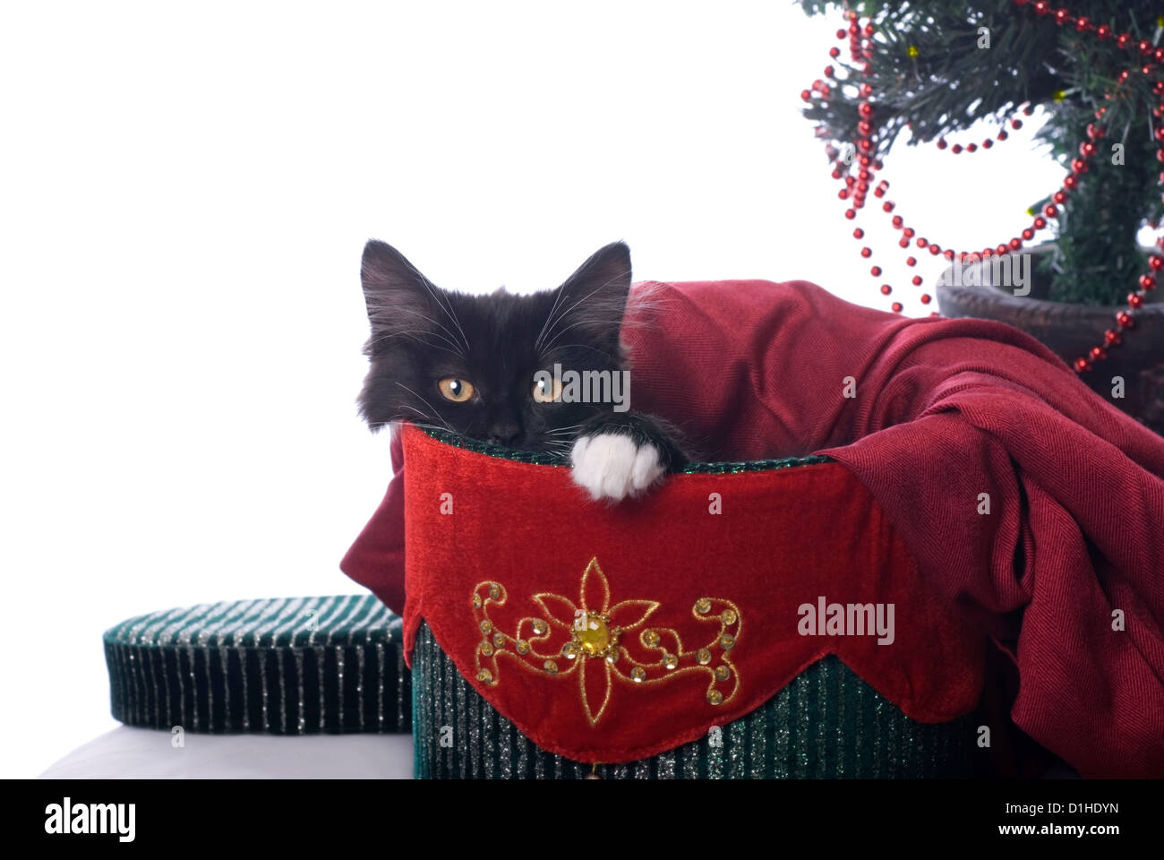 Horizontales Bild einer niedlichen schwarzen Katze mit einem weißen Pay kuschelte sich in einen roten und grünen samt Weihnachts-Box. Stockfoto