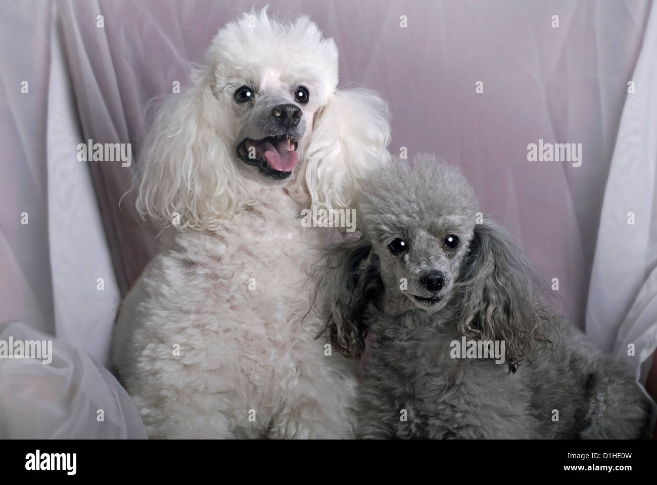 grey miniature poodle