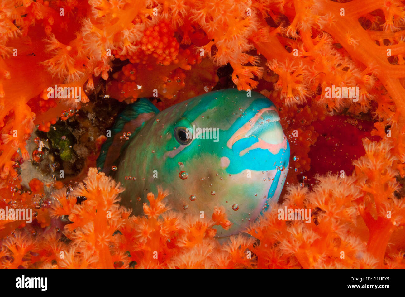 Bullethead Papageienfisch (Chlorurus Sordidus) schlafend unter Weichkorallen, Karang Kapota Reef, Wakatobi Nationalpark, Indonesien Stockfoto