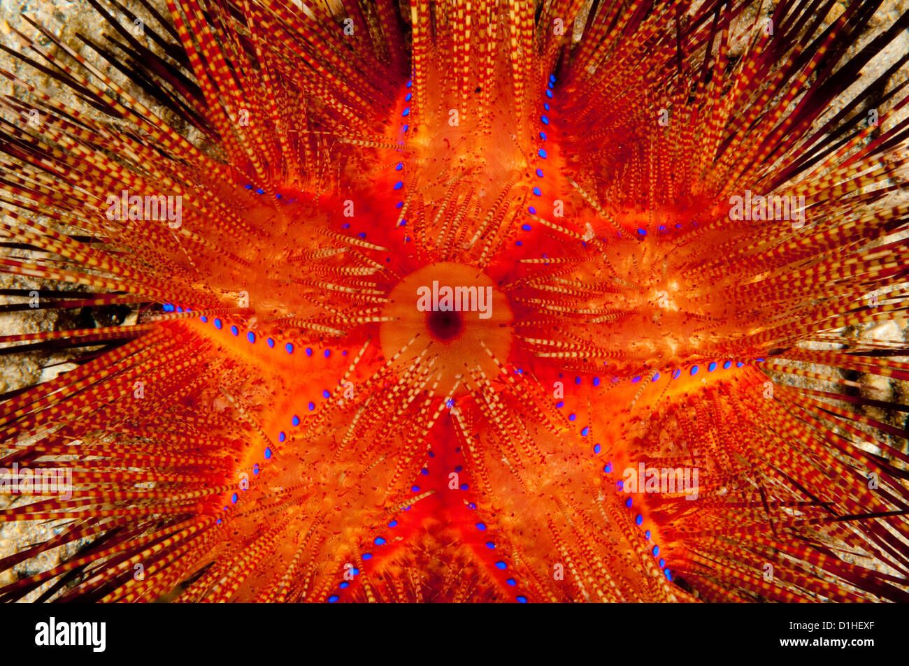 Regenbogen Feuer Urchin (Astropyga Radiata) aus Pasar Wajo, Buton Island, Indonesien Stockfoto