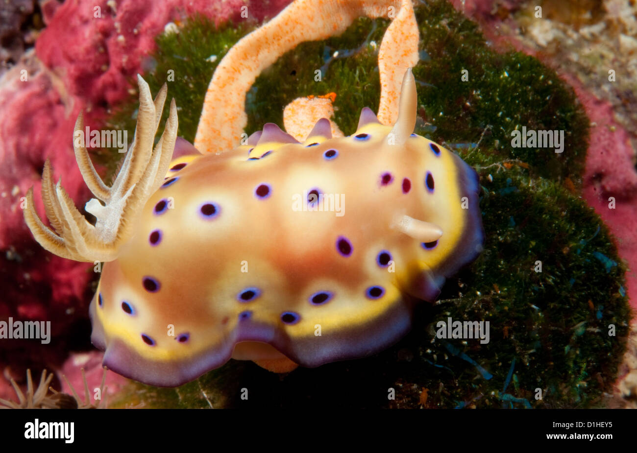 Chromodoris Kuniei Verlegung eine Band von Eiern, Wakatobi Nationalpark, Indonesien Stockfoto