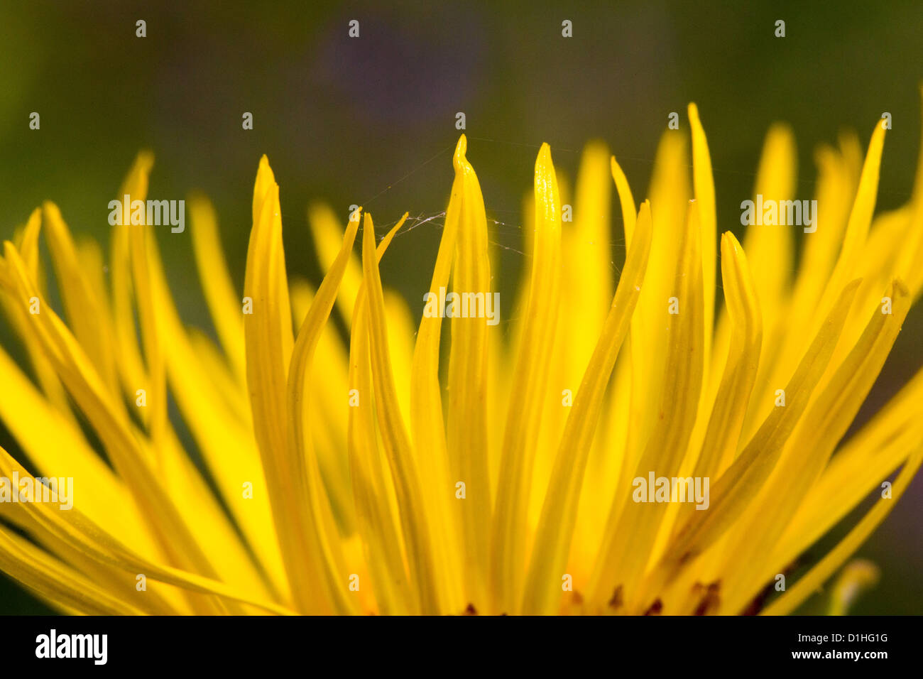 gelbe schönes Makro Blumenfeld auf Natur auf Sommer floralen design Stockfoto