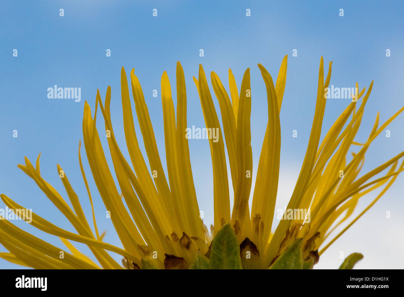 gelbe schönes Makro Blumenfeld auf Natur auf Sommer floralen design Stockfoto