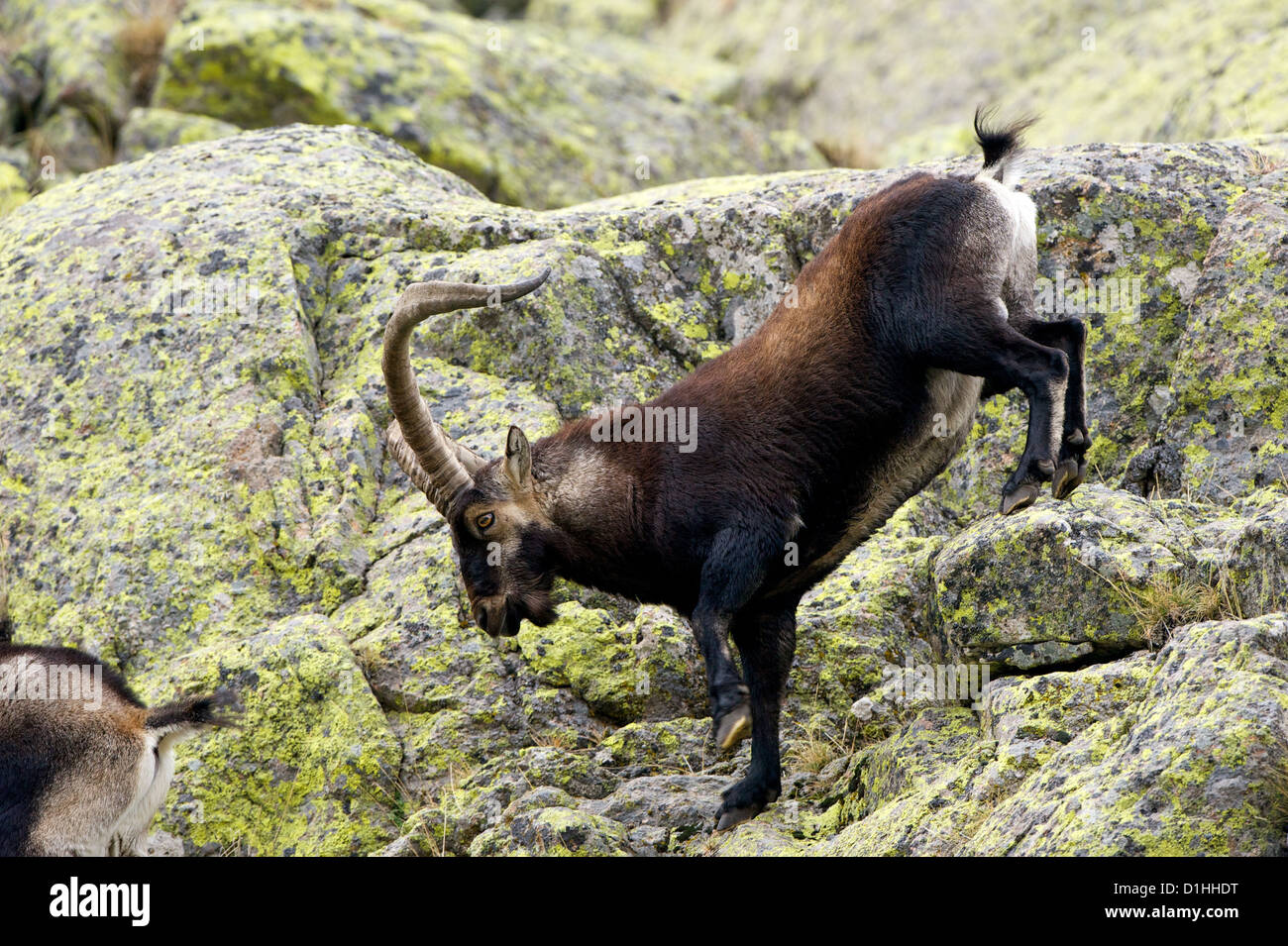 Spanische Steinböcke (Capra Pyrenaica) männlich, in dunklen Wintermantel einen steilen Granit-Pass mit ihrer charakteristischen Agilität zu verhandeln. Stockfoto