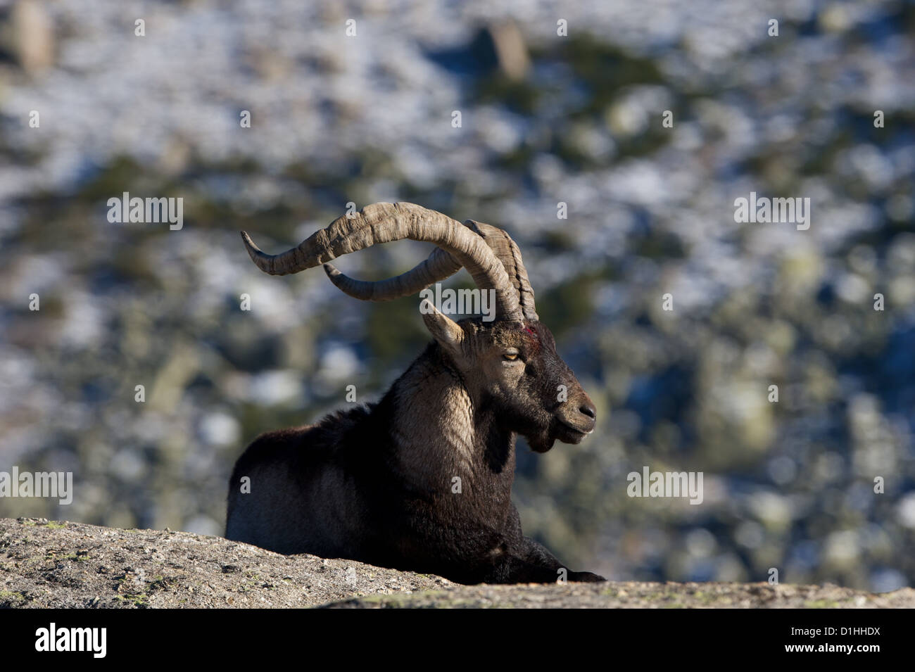 Erwachsene Spanisch Ibex (Capra Pyrenaica) männlich auf einem Granitblock, zeigt eine tiefe blutende Wunde in der Stirn, von einer Furche zu kämpfen. Stockfoto