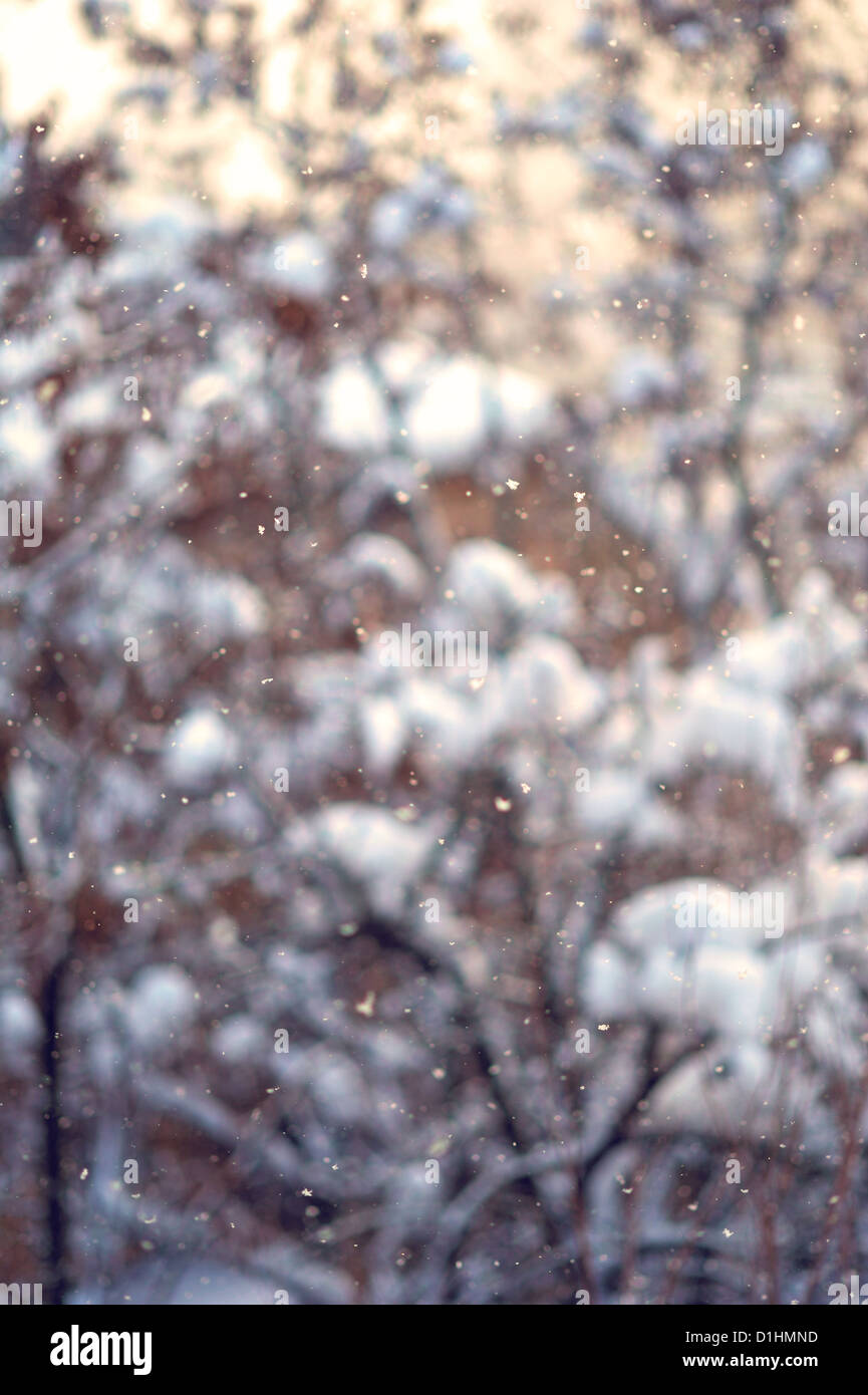 Schnee Flocken fallen Hintergrund und Bäume bedeckt mit Raureif unscharf Stockfoto