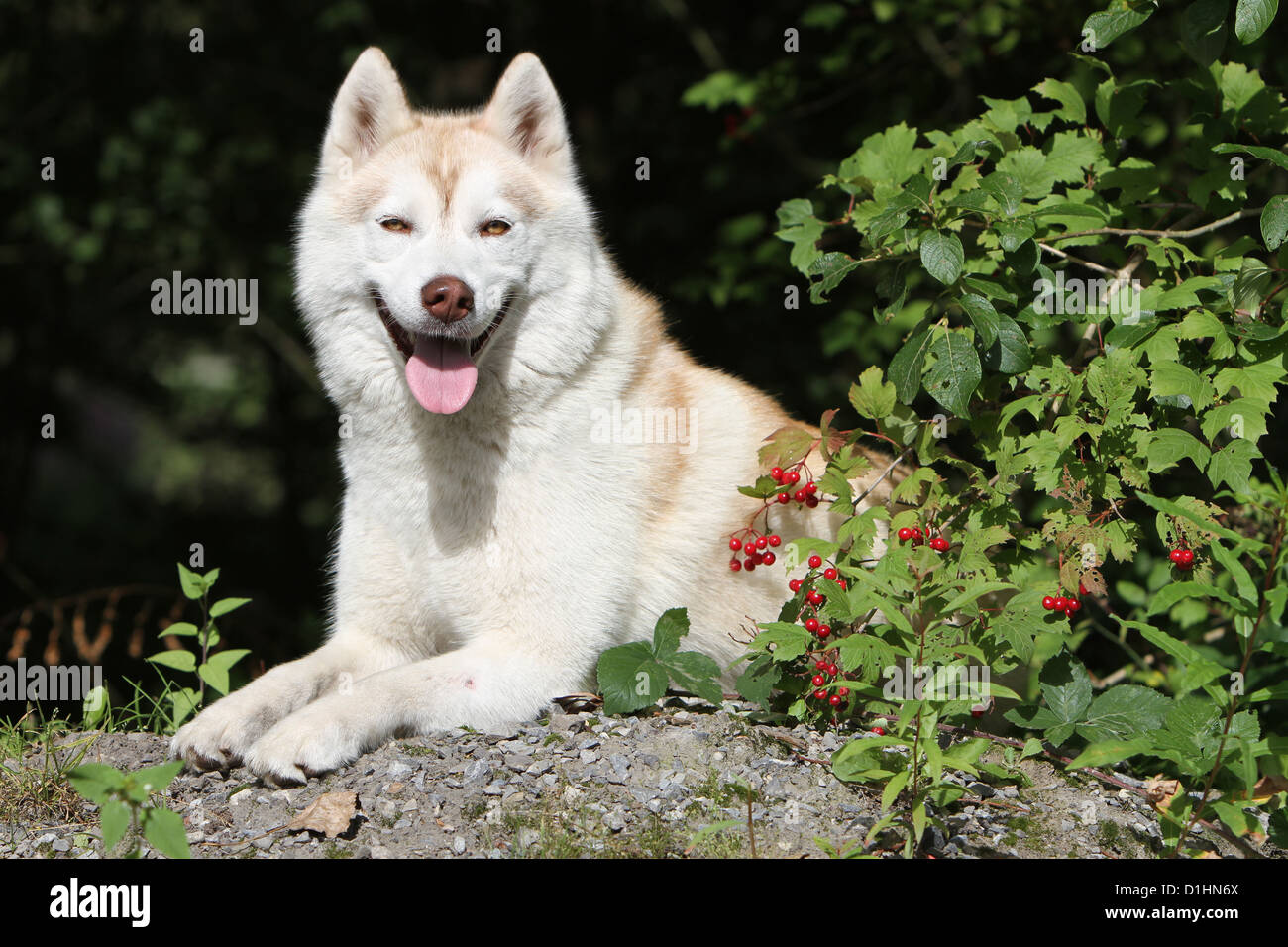 Siberian Husky Erwachsenen braune und weiße liegend Hund Stockfoto