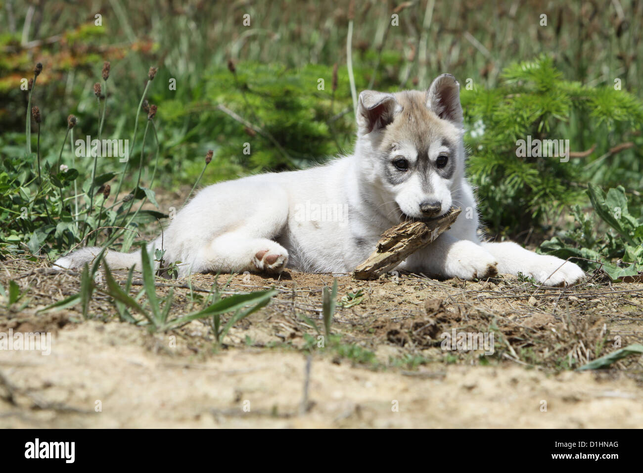 Siberian Husky weiße und braune Welpen in einem Feld liegend zerfetzt Hund stick Stockfoto