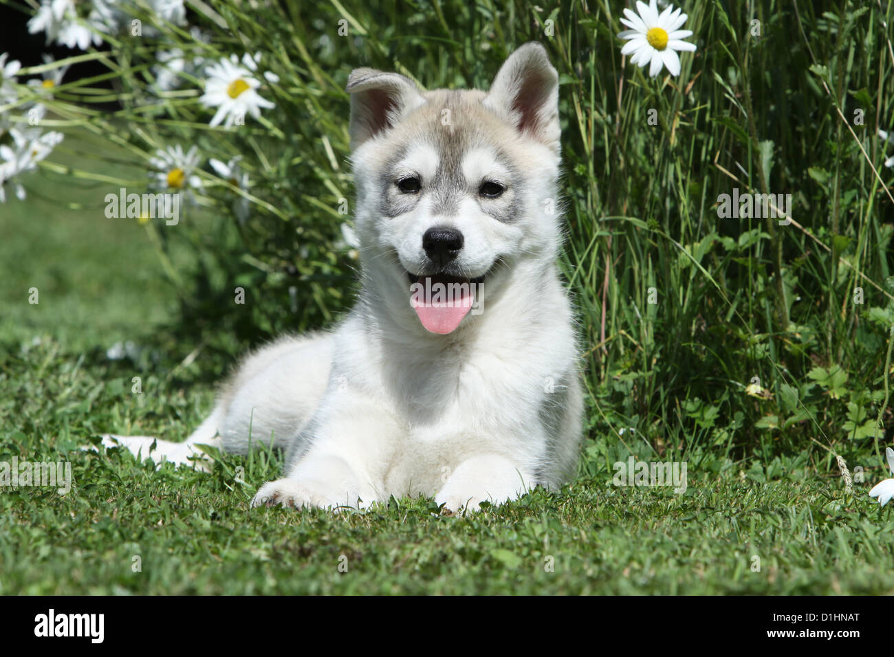 Hund Siberian Husky weiße und braune Welpen in der Wiese liegend Stockfoto