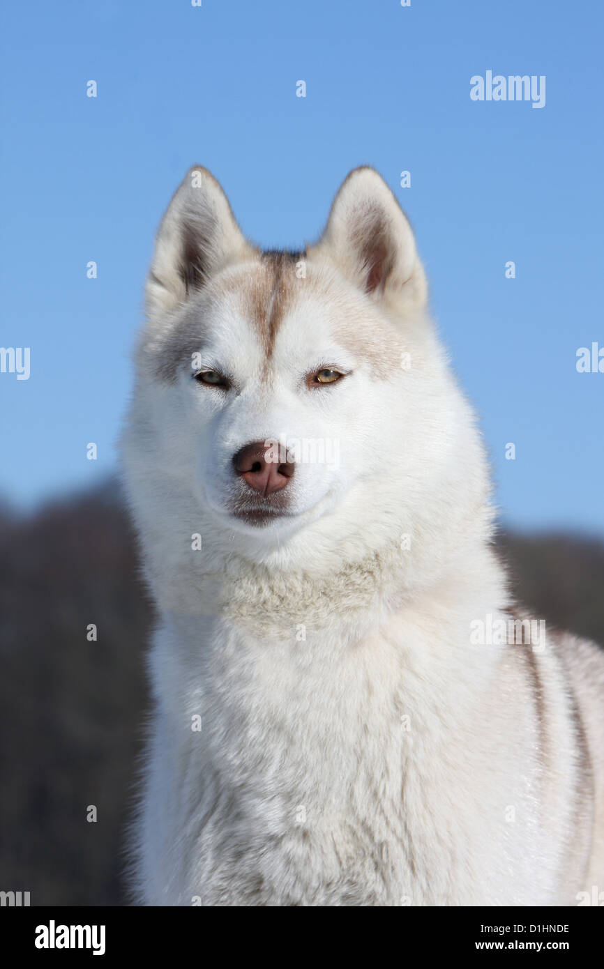 Hund Siberian Husky braunen und weißen Erwachsenen Porträt Stockfoto