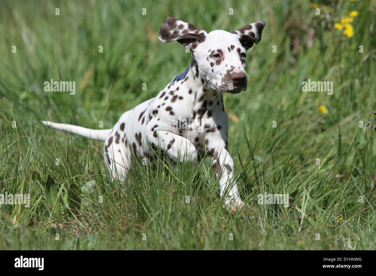 Hund Dalmatiner / Dalmatiner / Dalmatien Welpen laufen auf einer Wiese Stockfoto