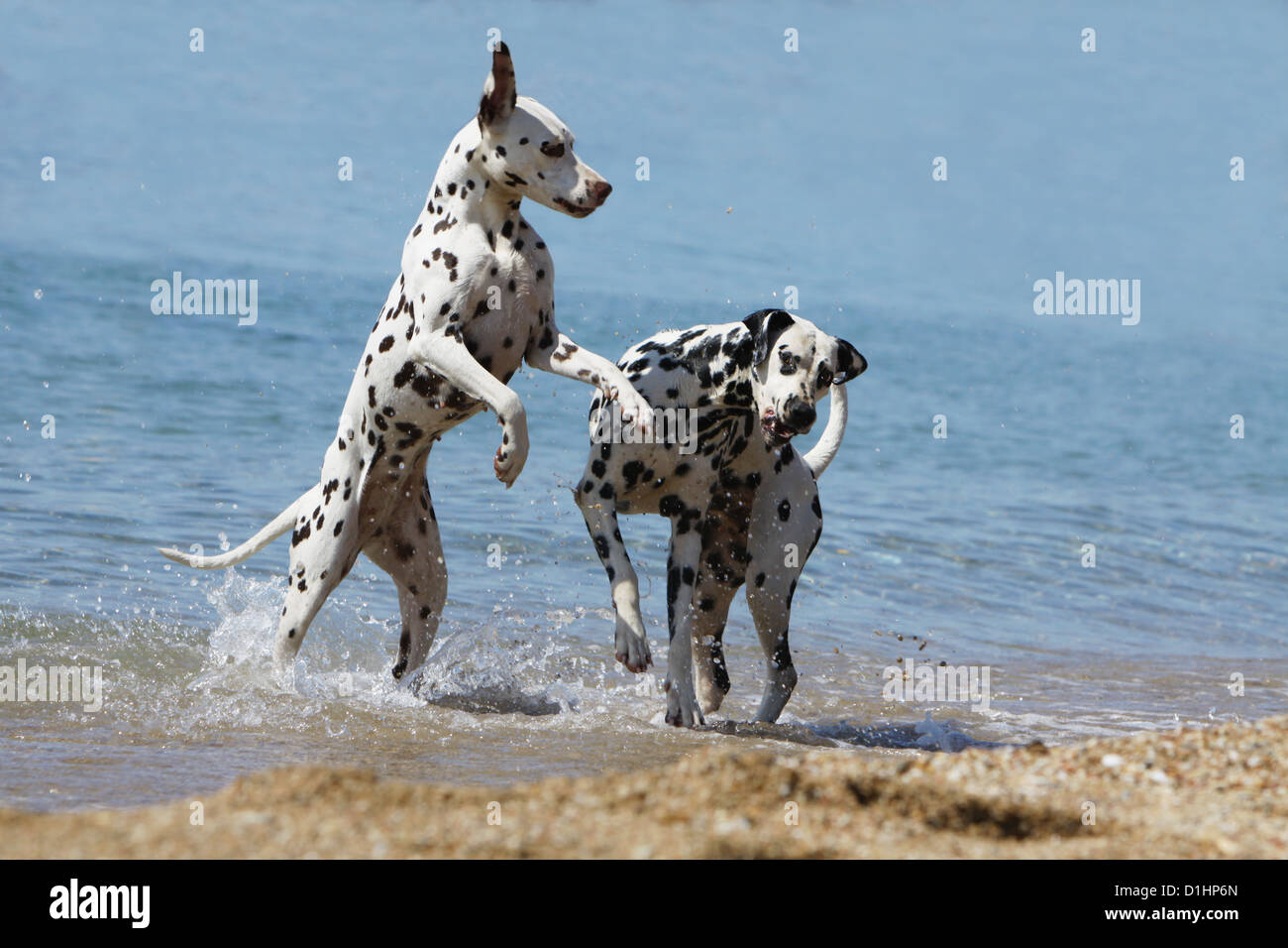 Hund Dalmatiner / Dalmatiner / Dalmatien zwei Erwachsene spielen im Meer Stockfoto